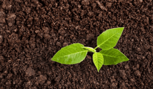 Какой грунт для теплицы лучше?